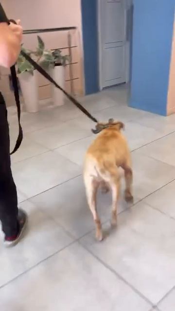 rutube.ru