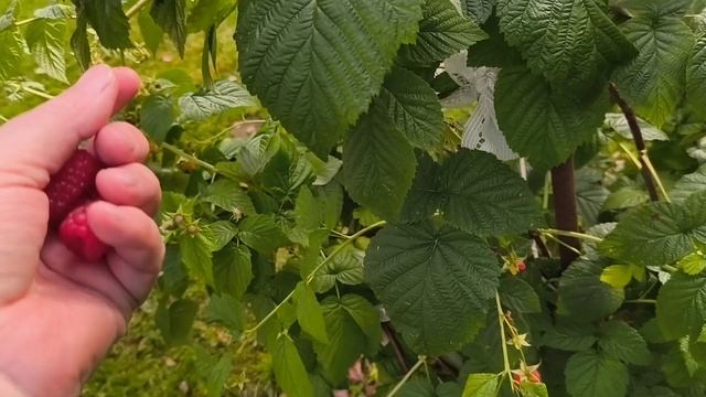 Дети работают, я готовлю обед.
