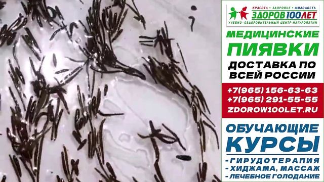 Пиявки медицинские купить в москве. Лечебные пиявки для гирудотерапии
