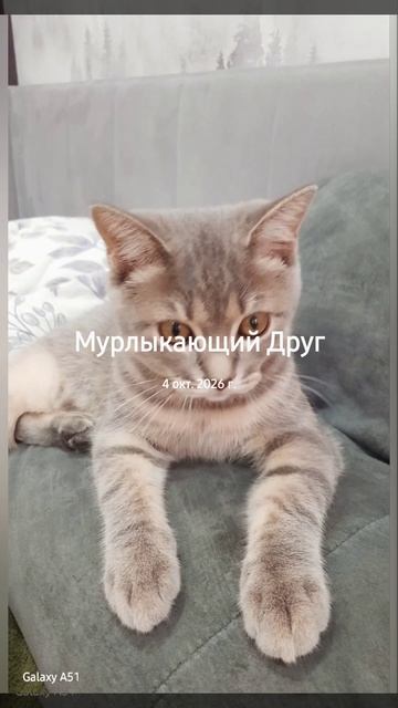 Пушистик