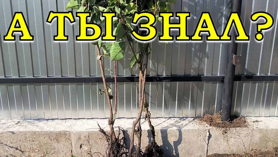 САЖАТЬ или ПРИКАПЫВАТЬ саженцы осенью?  КАК  это делать ПРАВИЛЬНО🌿🍁🍂