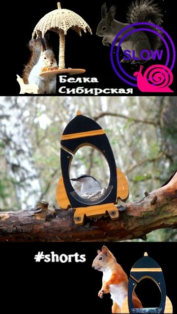 Птички Сибири