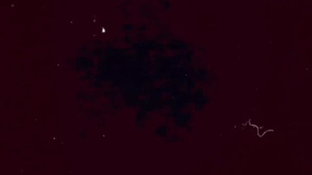 Винни-Пух и все все все в реальной жизни