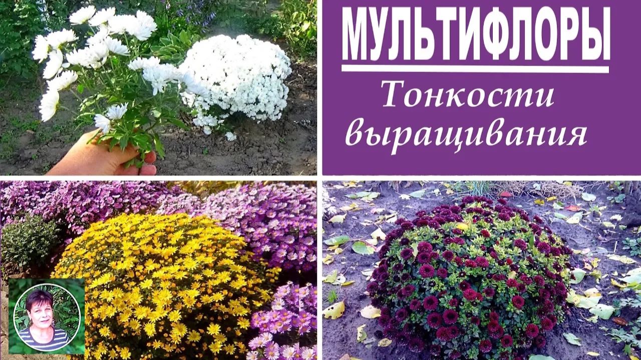 Тонкости выращивания мультифлор: уход, размножение и подготовка к зиме