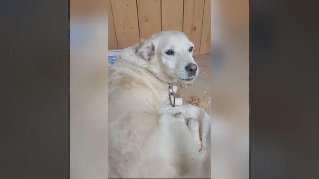 Приют Бим. Омская область, Азово.