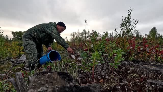 КУДА НЕ ГЛЯНЬ КРУГОМ БРУСНИКА. ТАЁЖНЫЙ ПРОМЫСЕЛ НА СЕВЕРЕ