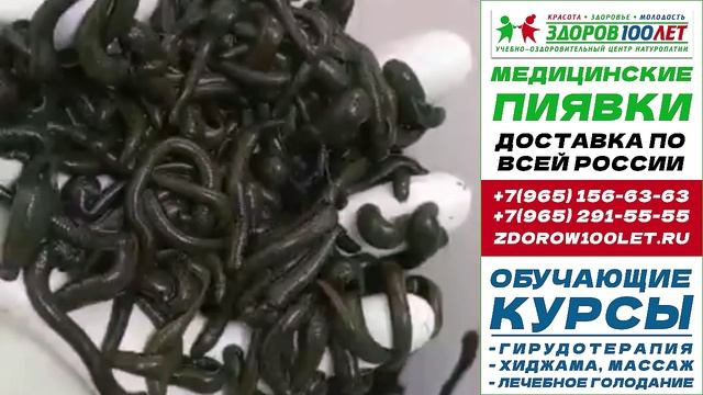 Пиявки медицинские купить в москве. Лечебные пиявки для гирудотерапии.