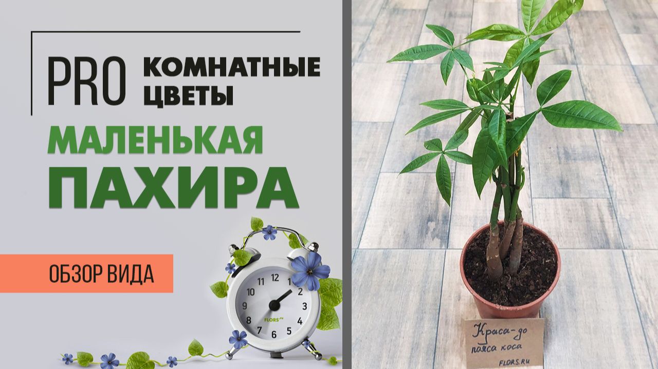 Пахира маленькая с заплетенными стволами. Почему желтеют и опадают листья у пахиры. Уход за пахирой