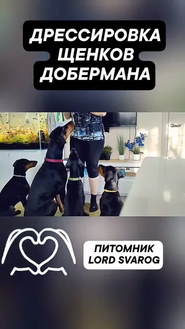 Щенки Добермана в Москве, Россия