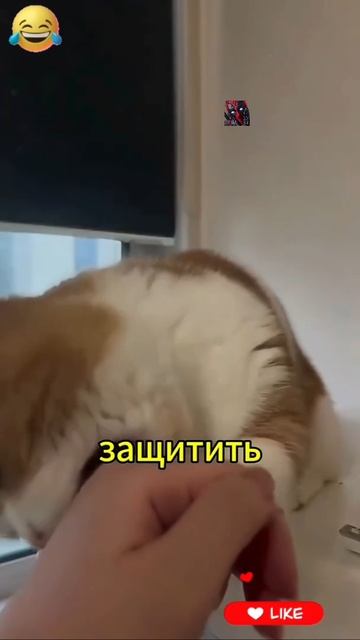 КоТиКи 😼🫶😎