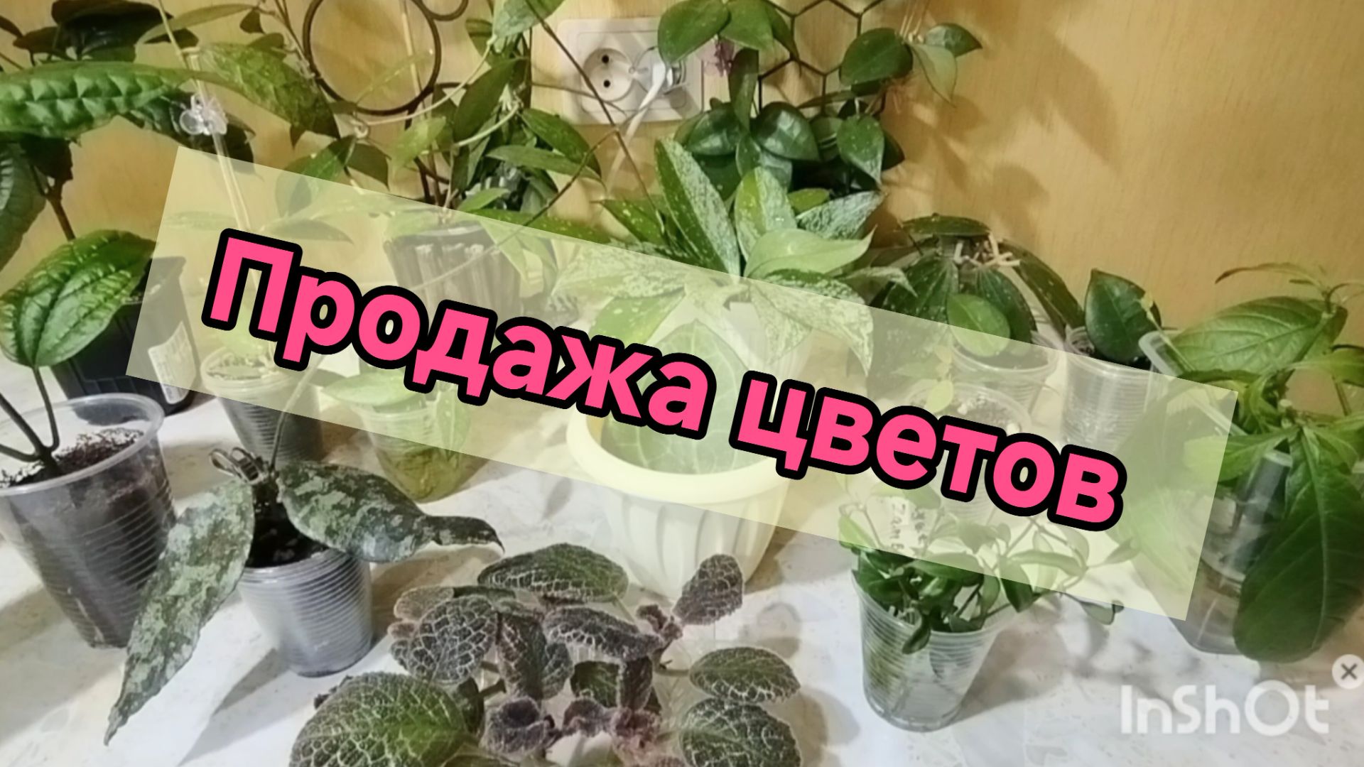 🔥Излишки растений на продажу.🌿🌿 Самара.