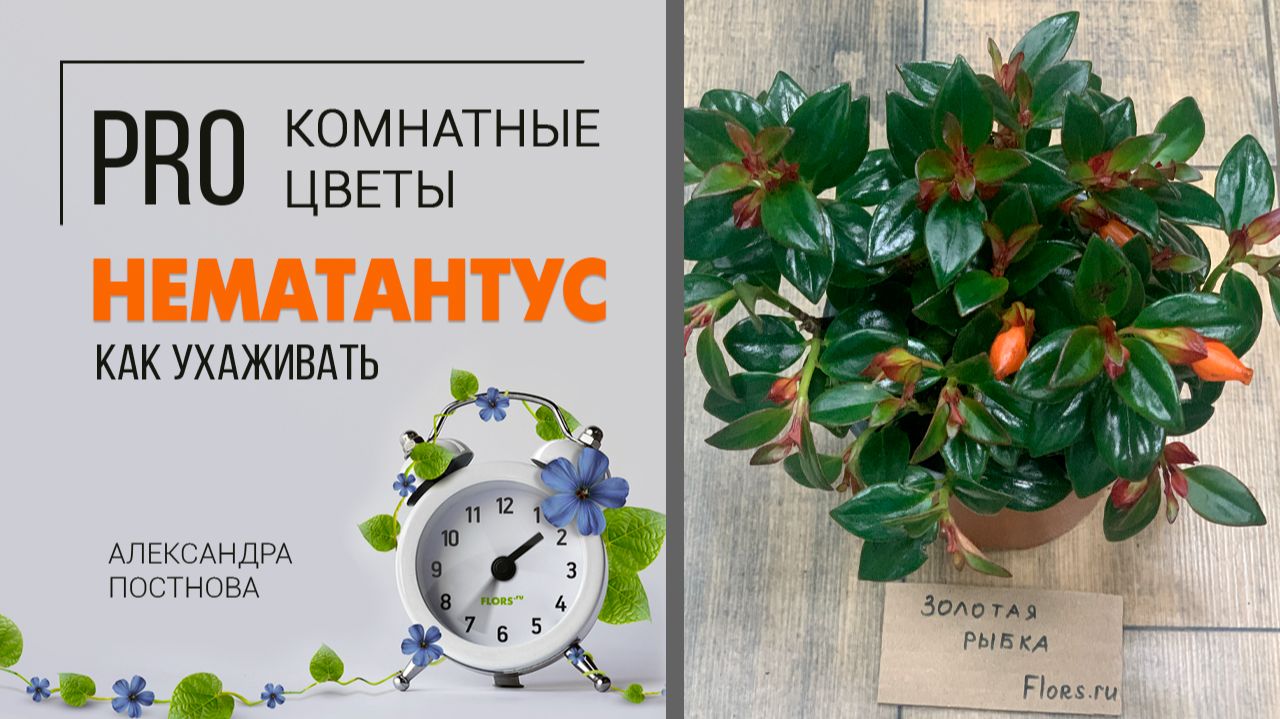 Комнатное растение Нематантус или растение Золотая рыбка - как поселить дома эту красоту без хлопот.