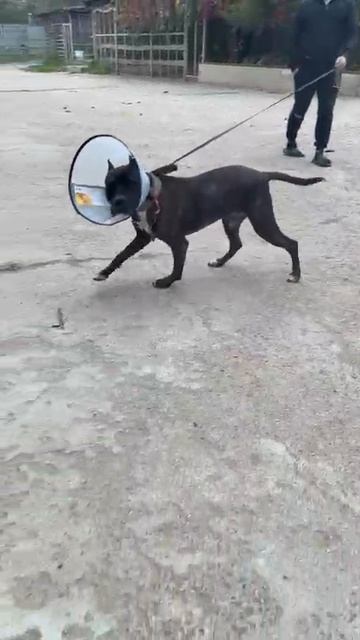 rutube.ru