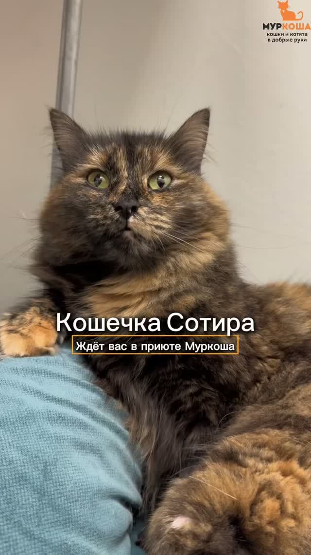 Кошки ищут дом (приют ″Муркоша″)