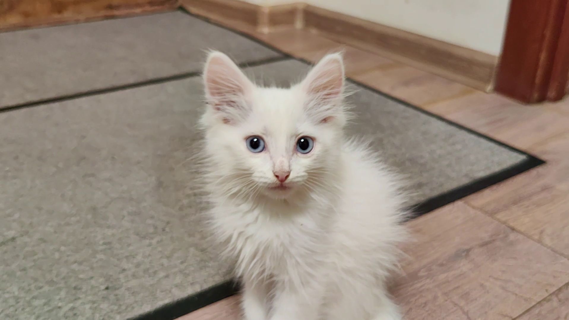 Милые котята.