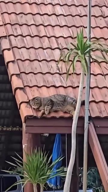 коты
