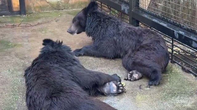 Медведи просыпаются Олег Зубков готовит вольер к их выпуску❤️