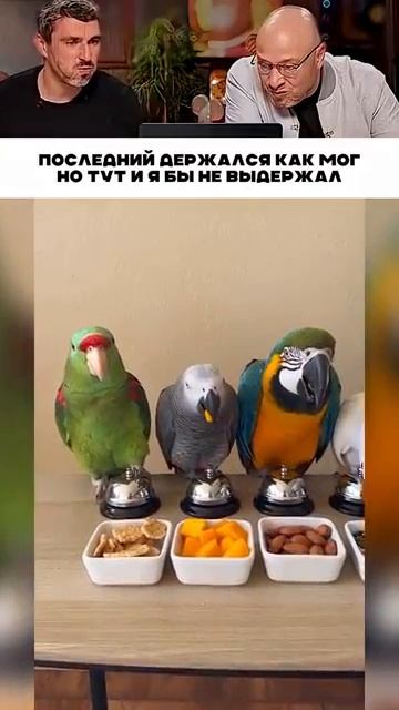 Смешные видео