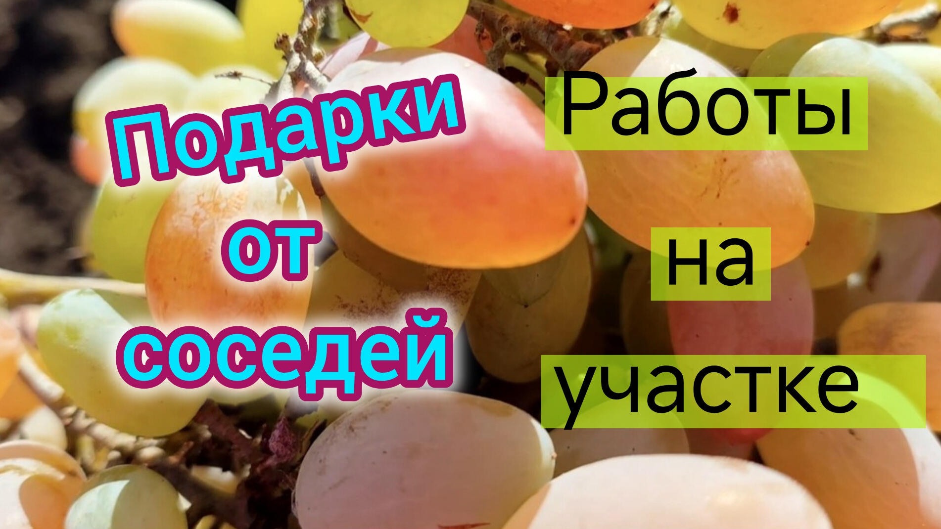 Подарки от СОСЕДЕЙ/Мы всё делаем НЕ ТАК/Нашли тюльпаны/Стены СОХНУТ