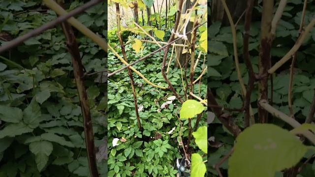 Огород для начинающих и не только: секреты высокого урожая в Карелии