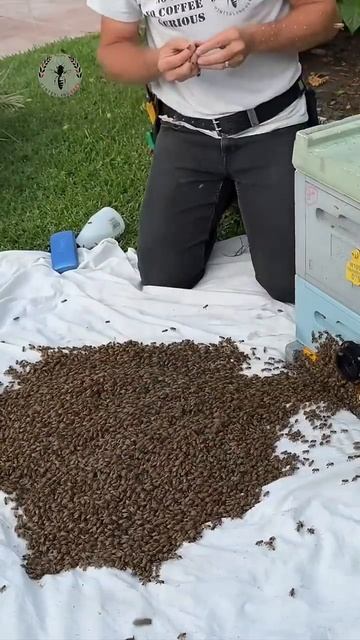 Вернул рой пчел в улей!