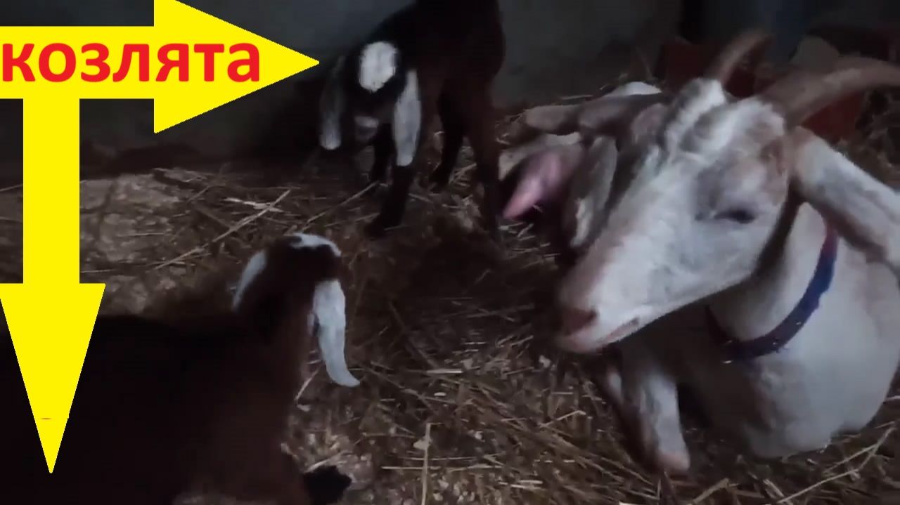 козы