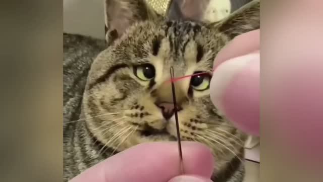 Смешное видео с животными