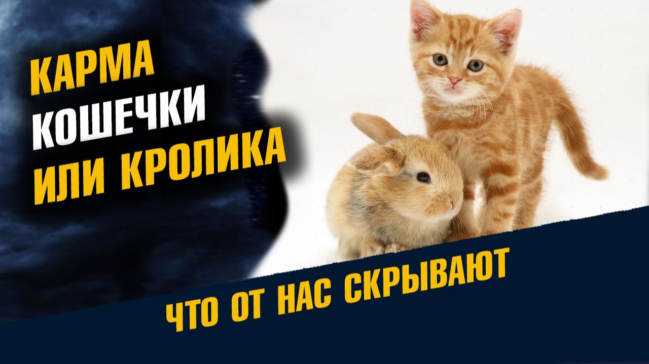 Карма Кошечки или Кролика в Следующей Жизни