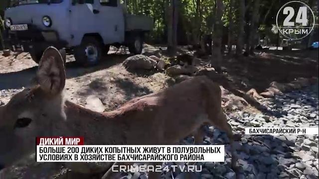 Как в Крыму готовят копытных и пернатых к жизни на воле?