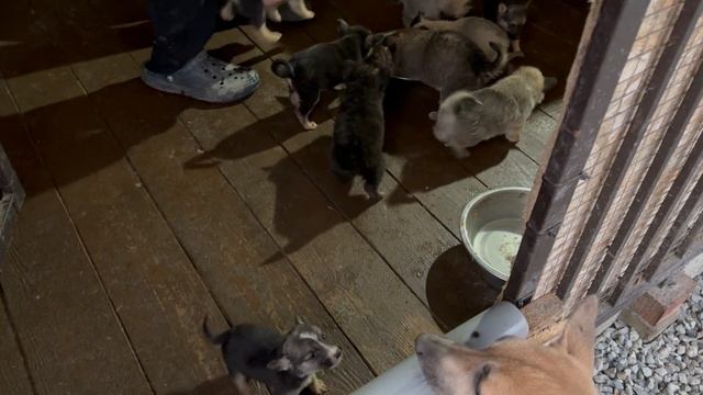 Жертва живодёра пёс  Веня радуется жизни