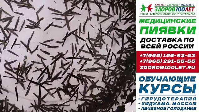 Пиявки медицинские купить в москве. Лечебные пиявки для гирудотерапии