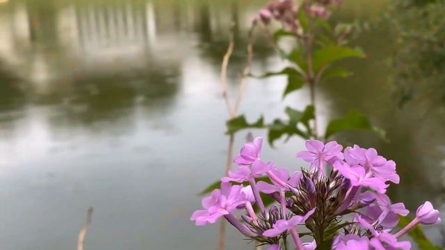 Мелодия, Которая Обнимает Душу 🌿 Красивая Музыка для Спокойствия, Релакса и Внутреннего Света