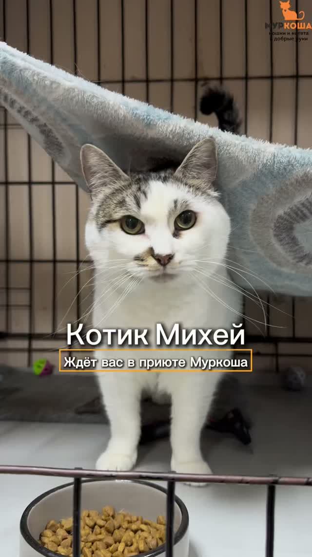 Кошки ищут дом (приют ″Муркоша″)