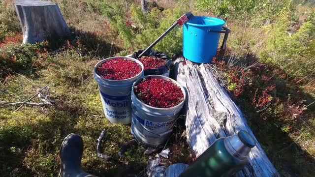 ТАК МНОГО Я ЕЩЁ НЕ СОБРАЛ.СБОР БРУСНИКИ НА ПРОДАЖУ. СБОР ЯГОД