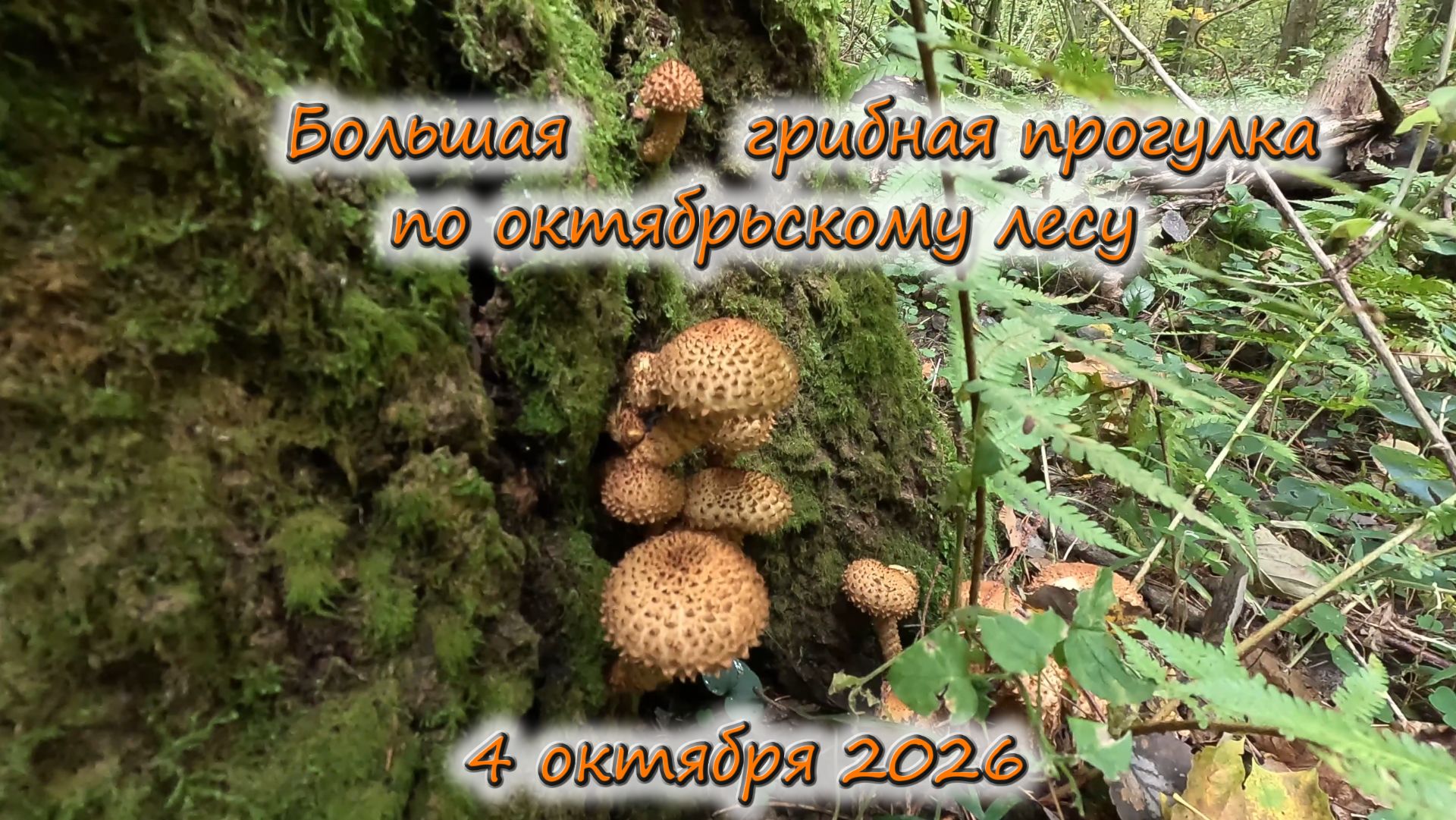 Грибы