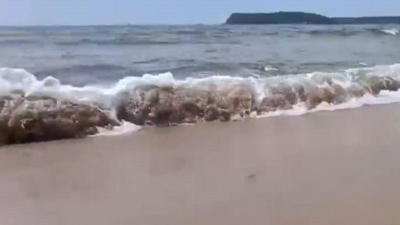 рыбы и морские животные