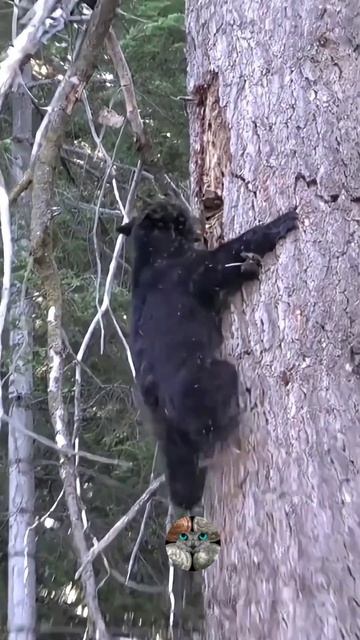 Где мёд, там и пчёлы 🐻🐝🐝🐝