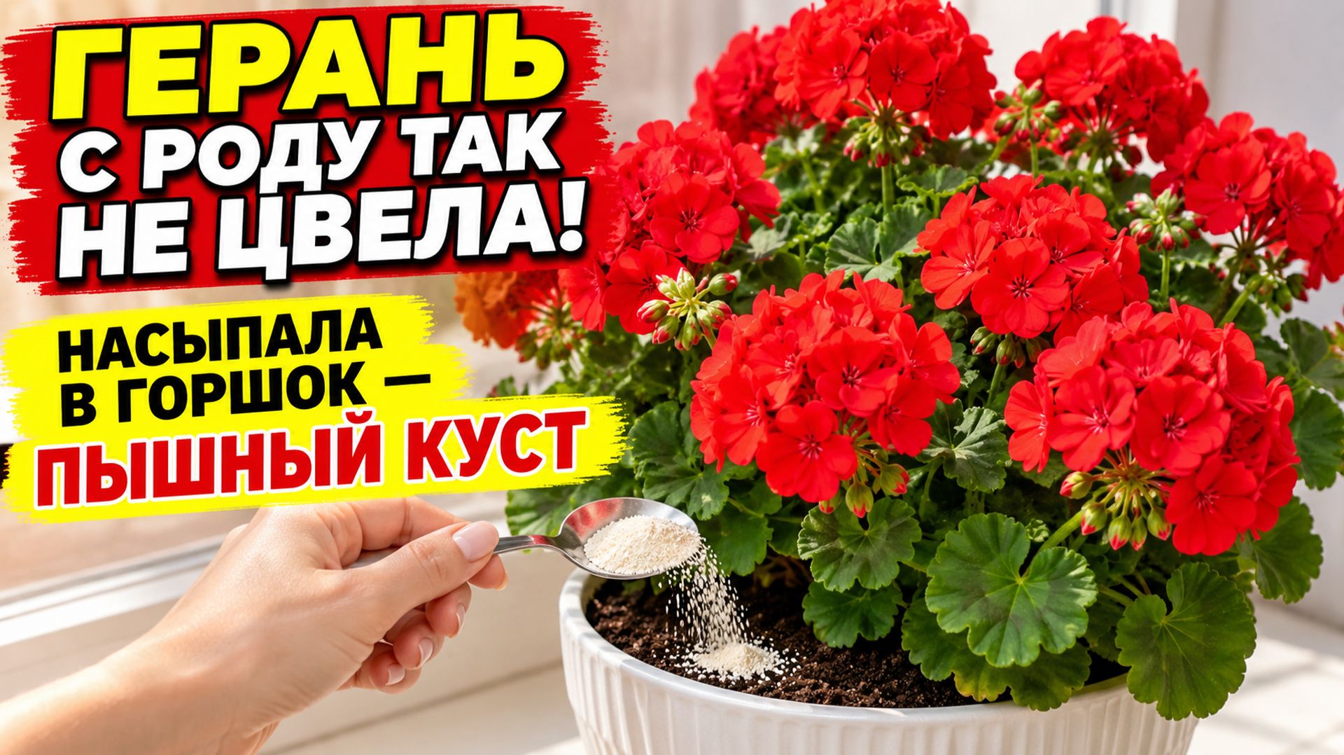 ГЕРАНЬ НИКОГДА ТАК НЕ ЦВЕЛА! Насыпала в горшок и герань превратилась в пышный куст