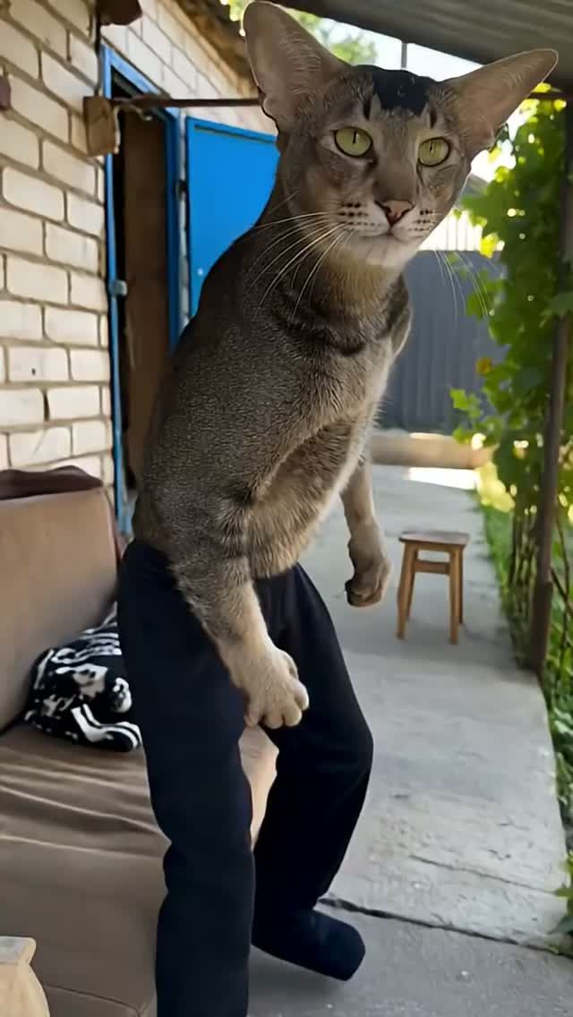 КОТЭ