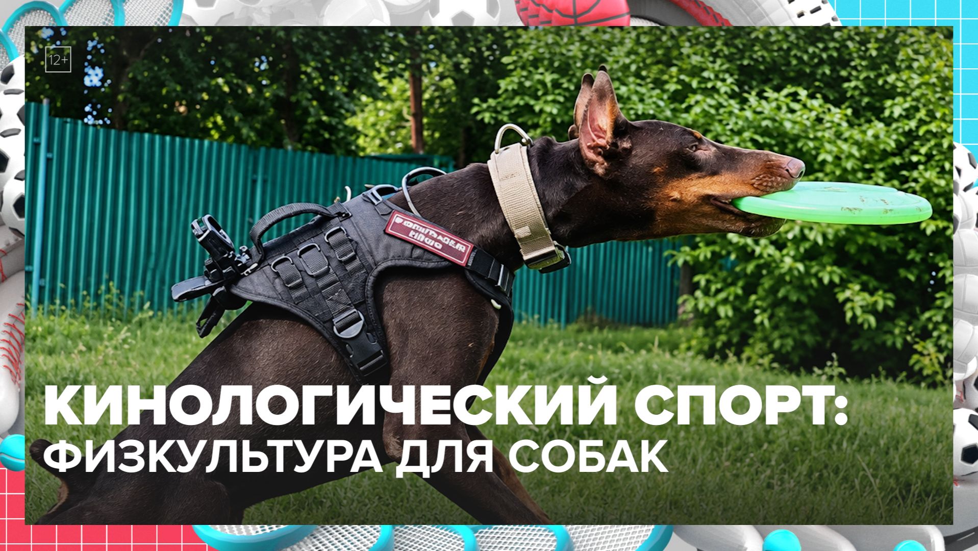 Как тренировки подходят для собак? | Москва — столица спорта — Москва 24 | Контент