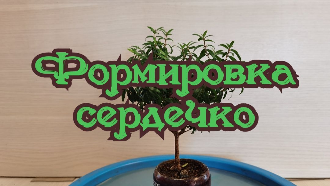 Все о бонсай МАМЕ, мини бОНСАЙ.