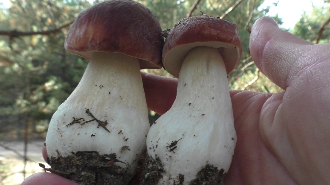 НЕВЕРОЯТНАЯ НАХОДКА В ЛЕСУ! КРАСИВОЕ АССОРТИ ГРИБОВ 🍄