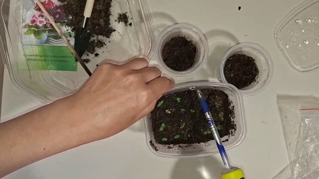 Пикировки глоксиний