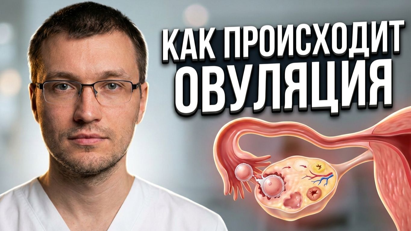 Лекции по репродуктивной системе