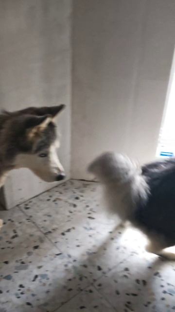 Видеопёсобдение