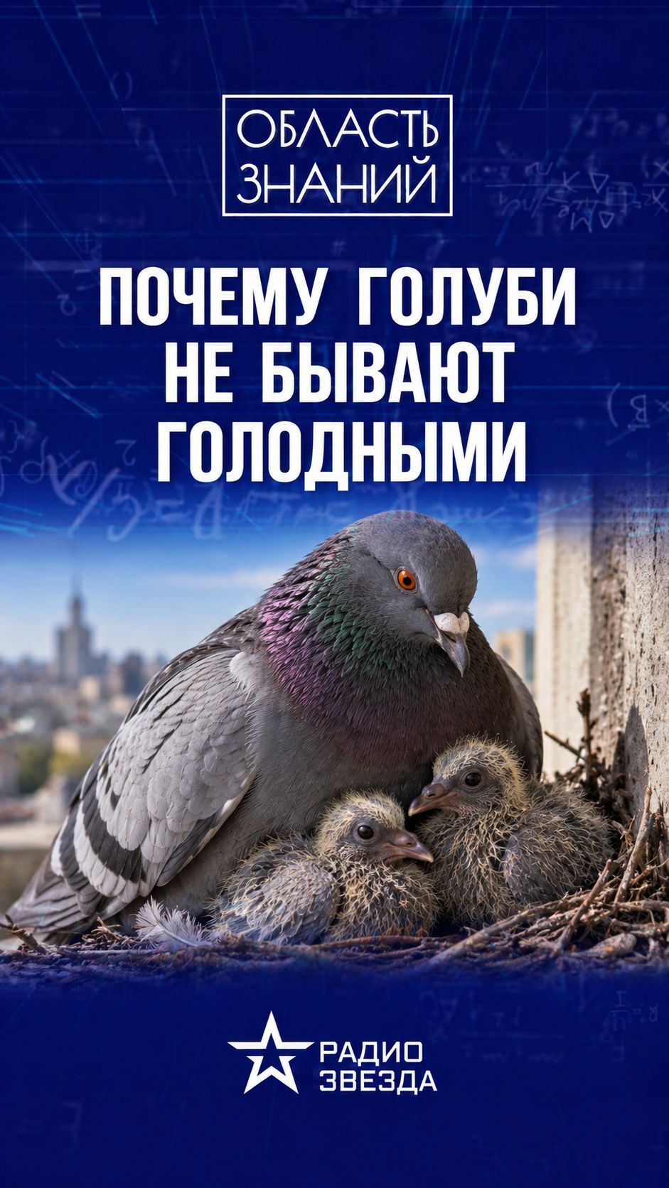 Почему голубей так много?