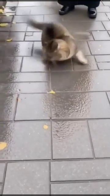 Благословение котика