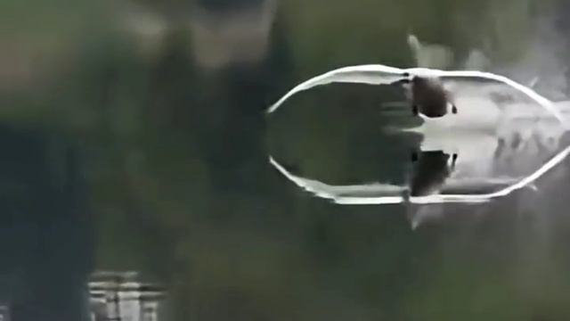 А вы видели, как приземляется лебедь?