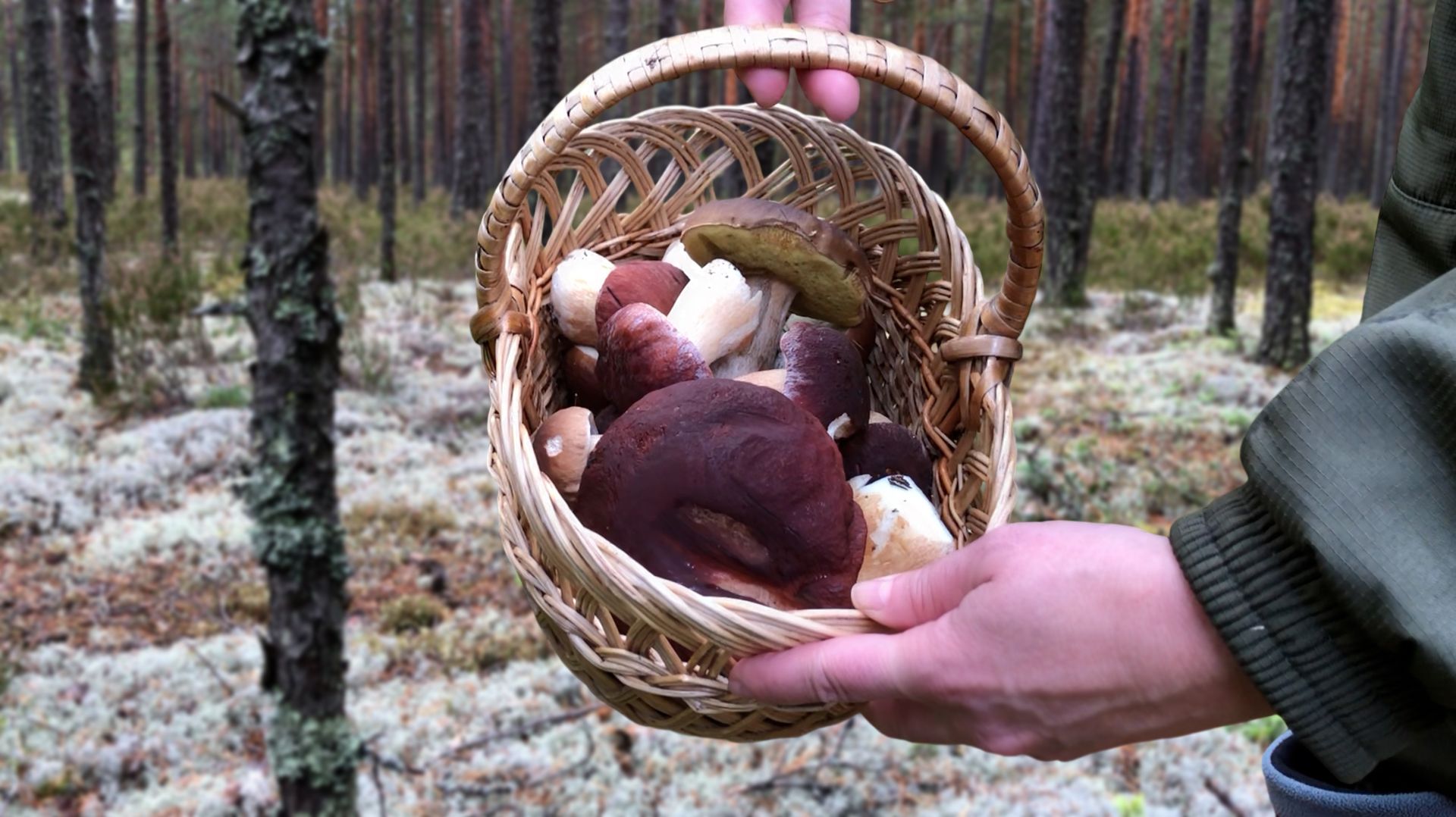 Грибалка