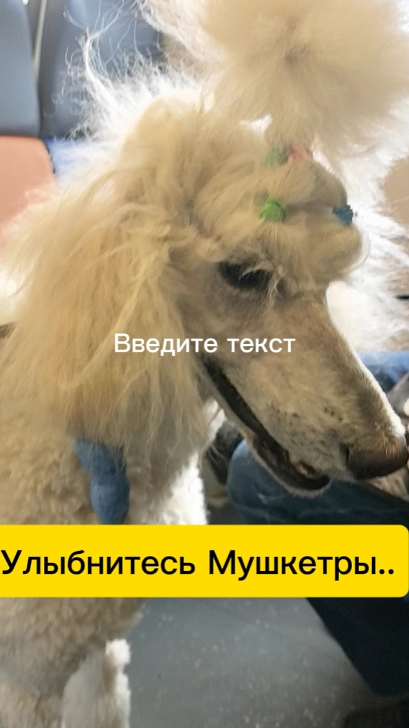 мушкетер